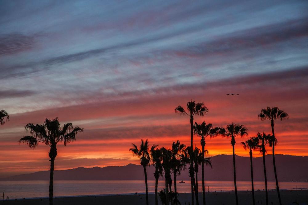 STAY OPEN Venice Beach